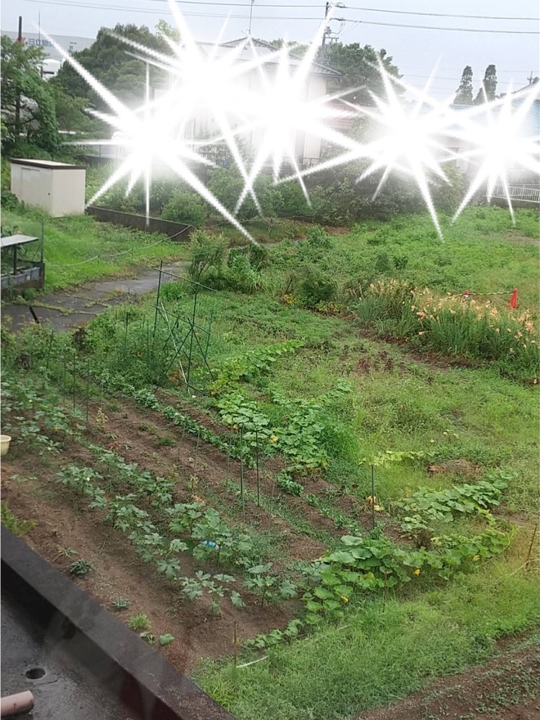 初めての1から挑戦の畑栽培で大収穫☆で大収穫2